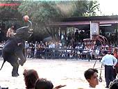 Слоны играют и в баскетбол, и в футбол